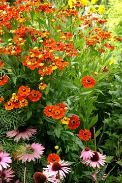 金雞菊和松果菊