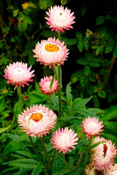 蠟菊