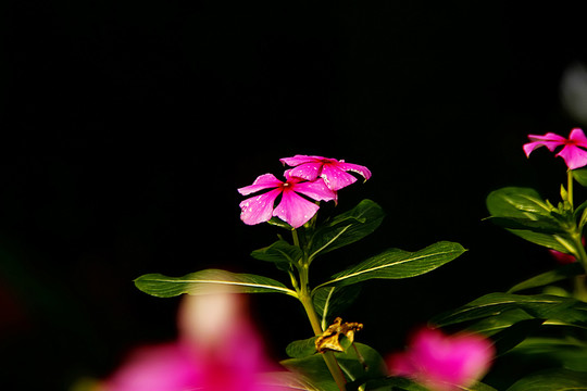 長(zhǎng)春花