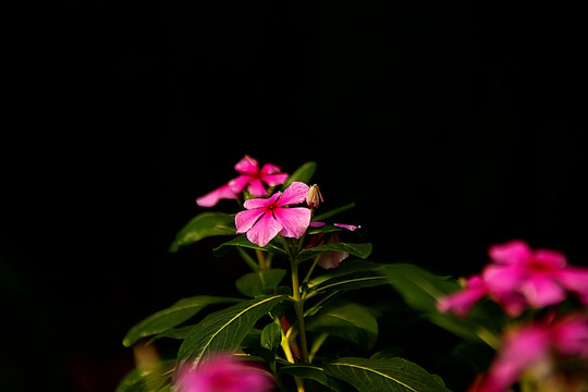 長(zhǎng)春花