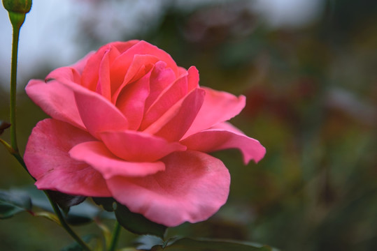 月季花 玫瑰花