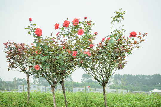 月季花 玫瑰花