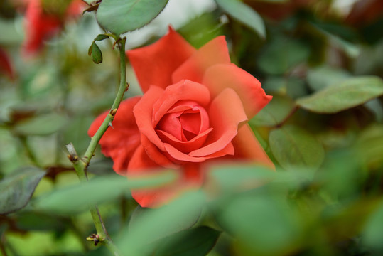月季花 玫瑰花