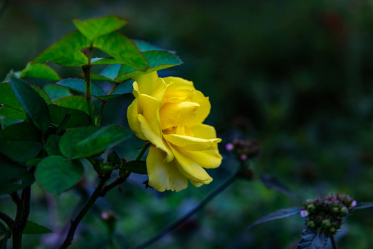 月季花 玫瑰花