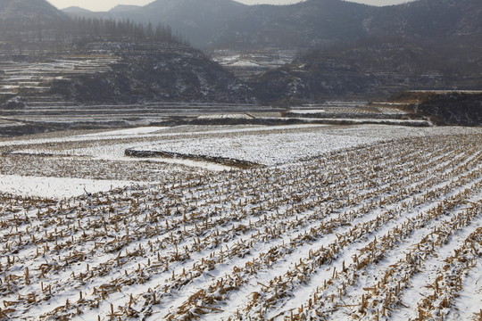 雪后的田野