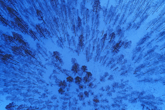 藍(lán)色樹林雪景 航拍