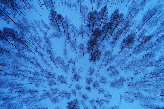 藍(lán)色的樹林雪景 航拍