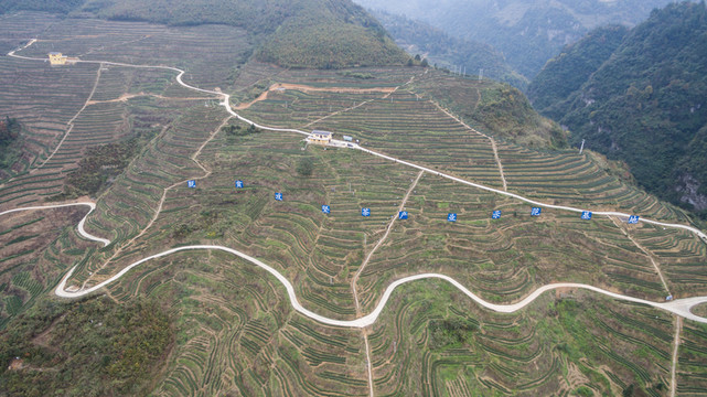 梯田茶園茶山大山