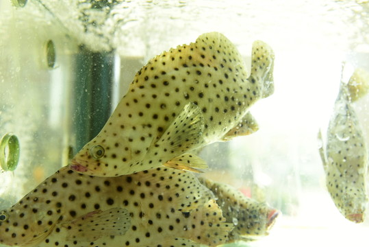 瓜子魚(yú)
