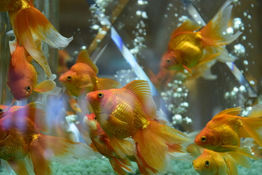 金魚