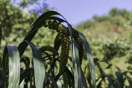 喇叭溝原始森林公園小米