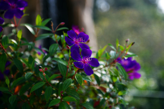 野牡丹花