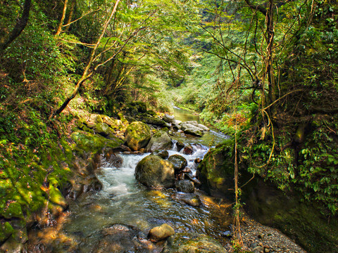 山中小溪 山林溪流
