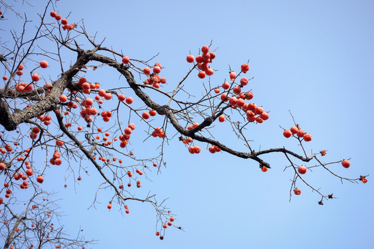 柿子紅了