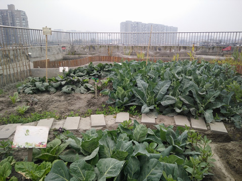 屋頂菜園