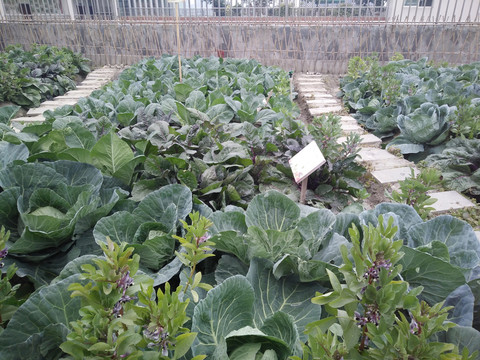 屋頂菜園