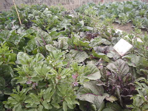 屋頂菜園