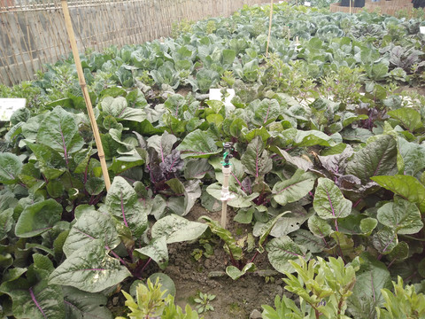 屋頂菜園