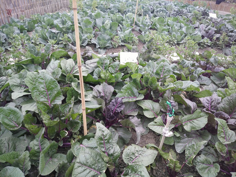 屋頂菜園