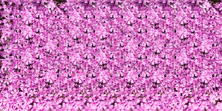 鮮花墻 背景墻 花墻