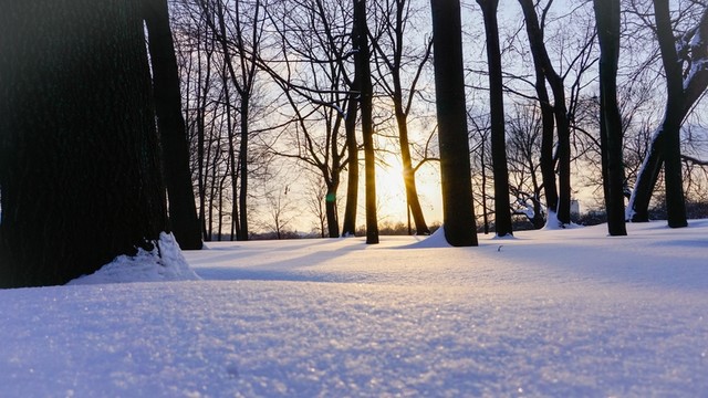 樹林雪地
