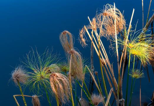 水草