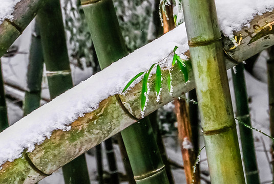 積雪 竹子