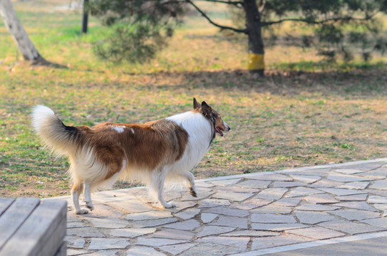 蘇格蘭牧羊犬