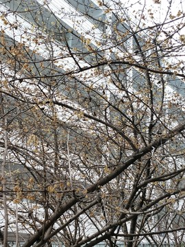 臘八臘梅傲雪盛開 （11）