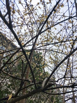 臘八臘梅傲雪盛開 （2）