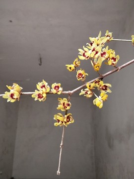 臘八臘梅傲雪盛開 （4）