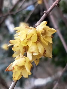 臘八臘梅傲雪盛開(kāi) （6）