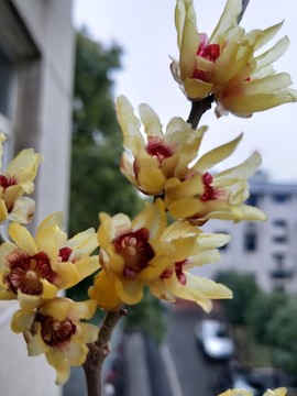 臘八臘梅傲雪開(kāi) （26）