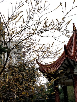 臘八臘梅傲雪開(kāi) （15）