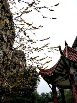 臘八臘梅傲雪開(kāi) （17）