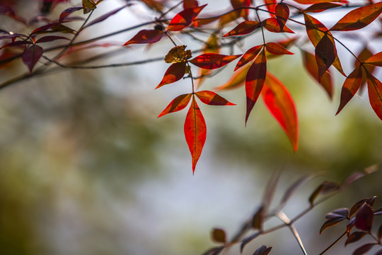 紅葉