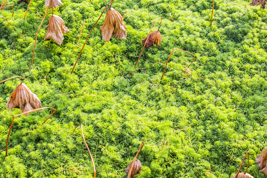 綠色植物