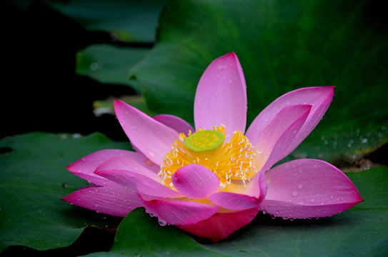 荷花