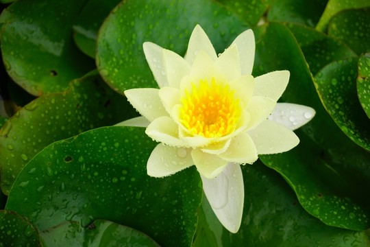 雨露睡蓮