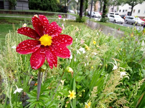 雨中瓜葉菊