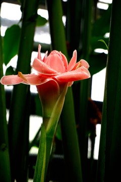 唐菖蒲