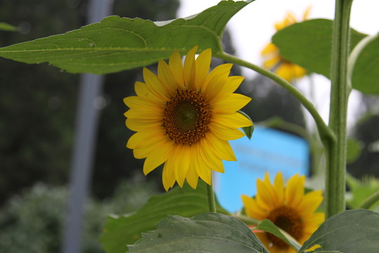 奧林匹克森林公園葵花