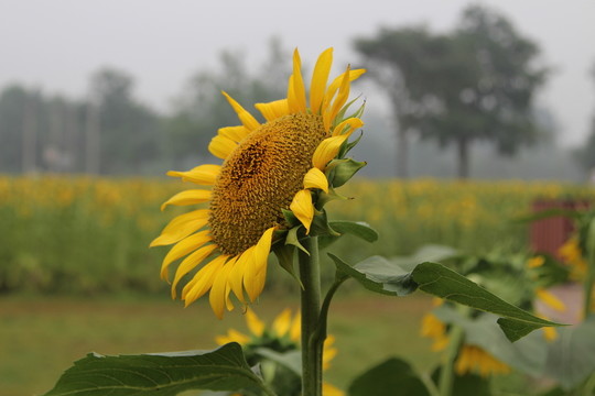 奧林匹克森林公園葵花