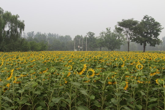 奧林匹克森林公園葵花