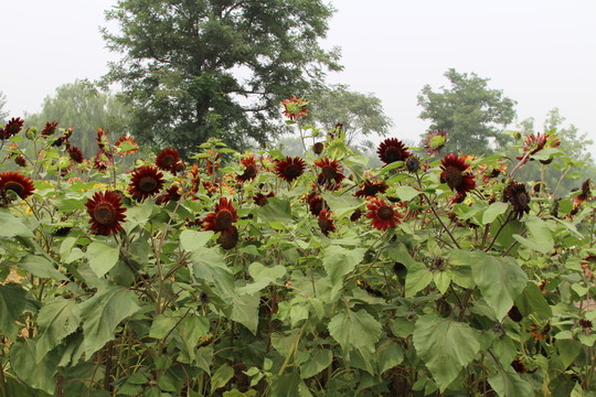 奧林匹克森林公園葵花