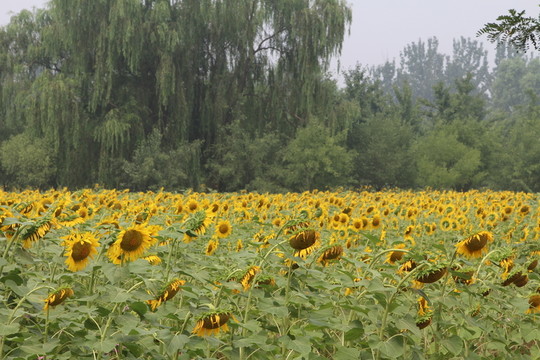 奧林匹克森林公園葵花