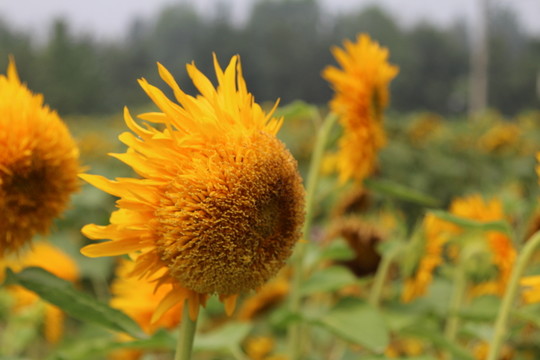 奧林匹克森林公園葵花