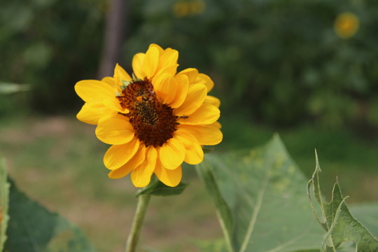 奧林匹克森林公園葵花
