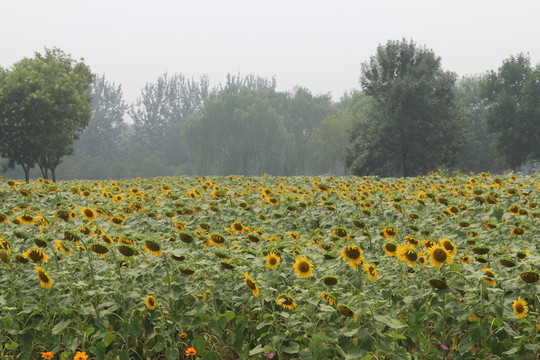 奧林匹克森林公園葵花