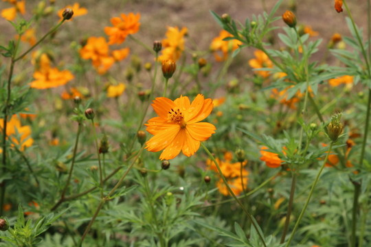 奧林匹克森林公園野花